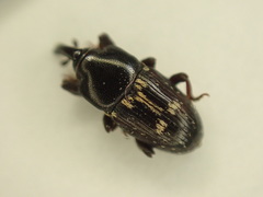 Maurobaris spoliata