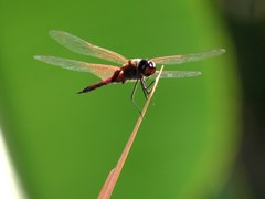 Tramea transmarina euryale