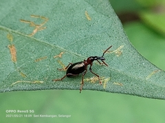 Cylas formicarius
