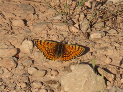 Melitaea deione