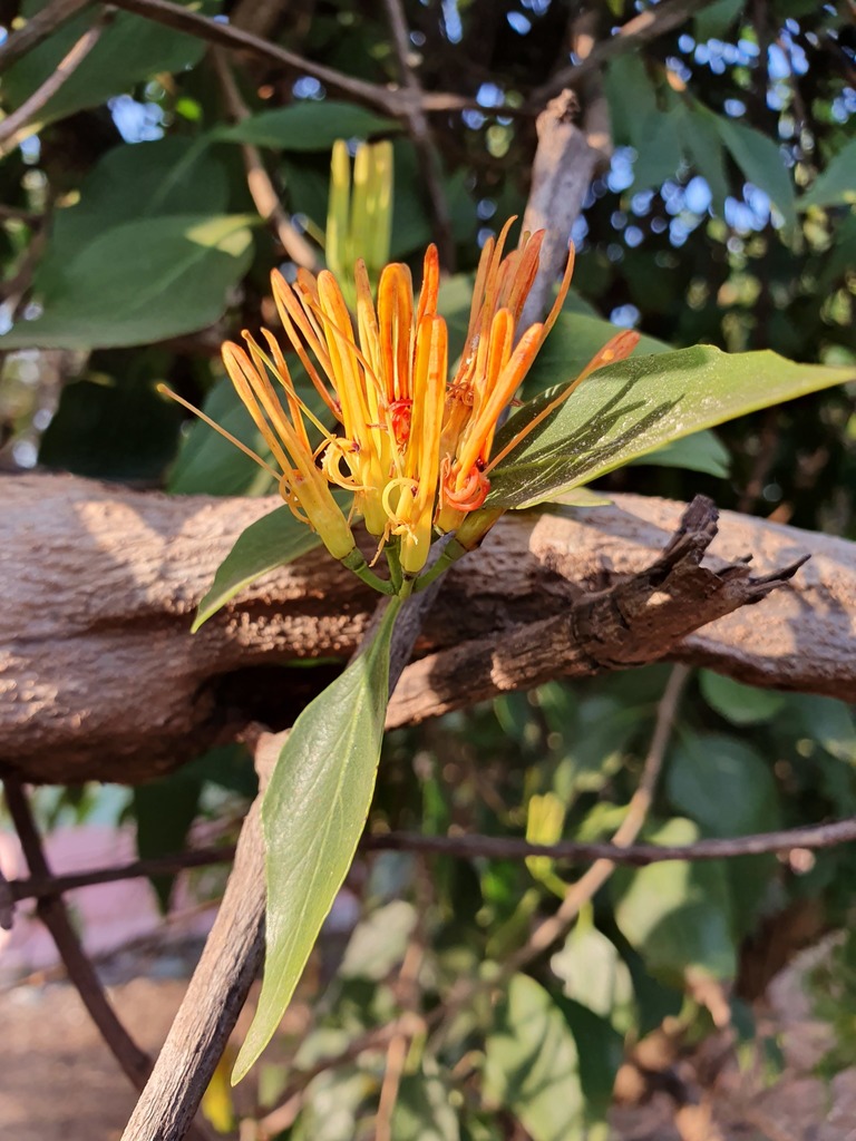 Englerina lecardii