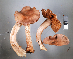 Cortinarius alboroseus