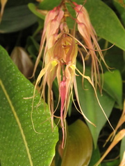 Pleurothallis phalangifera