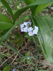 Myosotis sylvatica