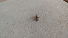 Ceuthophilus maculatus