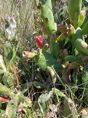 Opuntia elata