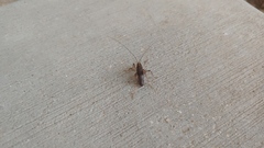 Ceuthophilus maculatus