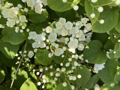 Deutzia parviflora