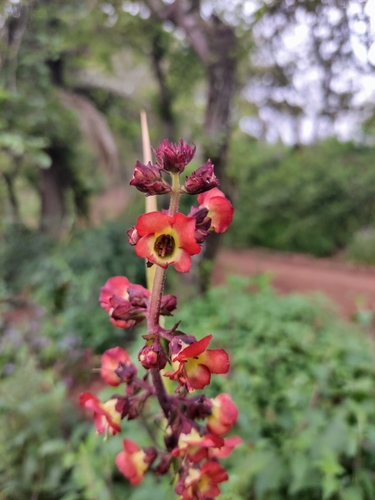 Scrophularia calliantha image