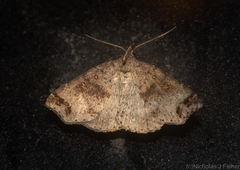 Lithilaria