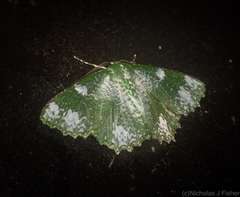 Eucyclodes fascinans