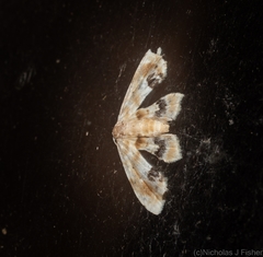 Holocryptis phasianura