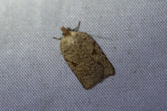 Meritastis