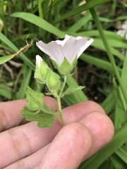 Malva hispanica
