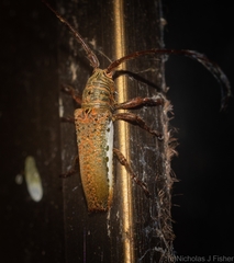 Rhytiphora mjoebergi