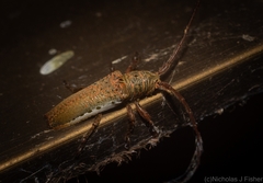 Rhytiphora mjoebergi