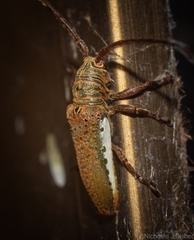 Rhytiphora mjoebergi