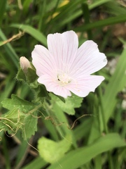 Malva hispanica