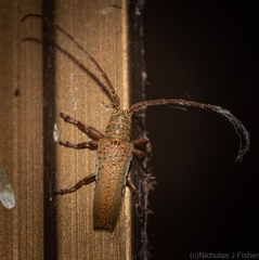 Rhytiphora mjoebergi