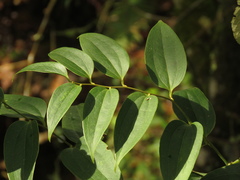 Smilax domingensis