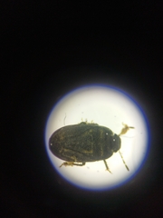 Ochetostethus pygmaeus