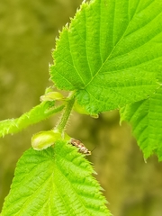 Micropterix tunbergella