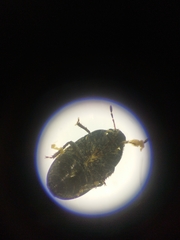 Ochetostethus pygmaeus