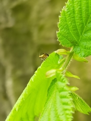 Micropterix tunbergella