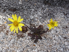 Brachyglottis bellidioides