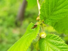 Micropterix tunbergella