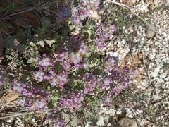 Teucrium gnaphalodes