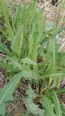 Lactuca tatarica