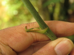Smilax domingensis