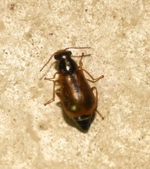 Attalus scincetus