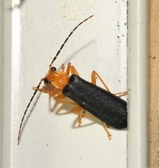 Podabrus fayi