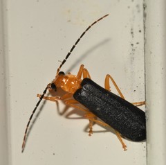 Podabrus fayi