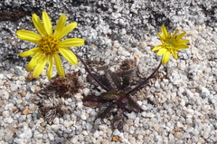 Brachyglottis bellidioides