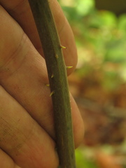 Smilax domingensis