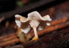 Clitocybe semiocculta