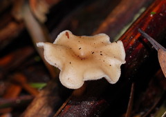 Clitocybe semiocculta