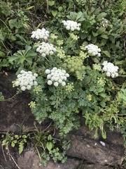 Kitagawia terebinthacea