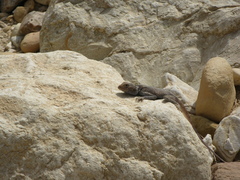 Pseudotrapelus sinaitus