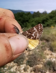 Athroolopha pennigeraria