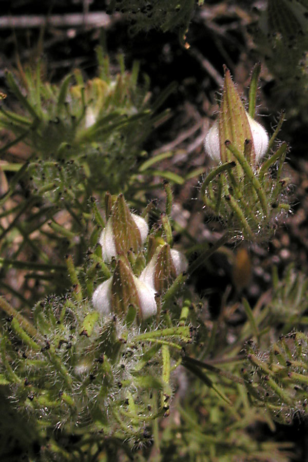 Cordylanthus