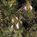 Cordylanthus rigidus - Photo (c) Wayfinder_73, μερικά δικαιώματα διατηρούνται (CC BY-NC-ND)