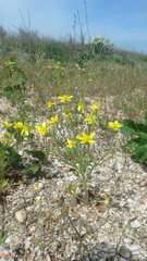 Ranunculus oxyspermus