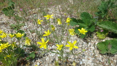 Ranunculus oxyspermus
