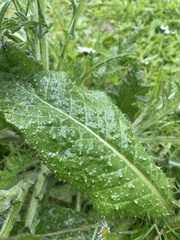 Helminthotheca echioides