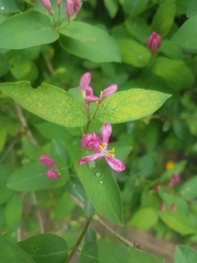 Lonicera tatarica