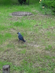 Corvus monedula